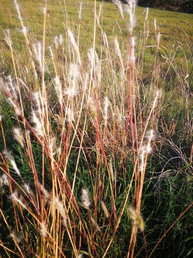 Andropogon ternarius flower