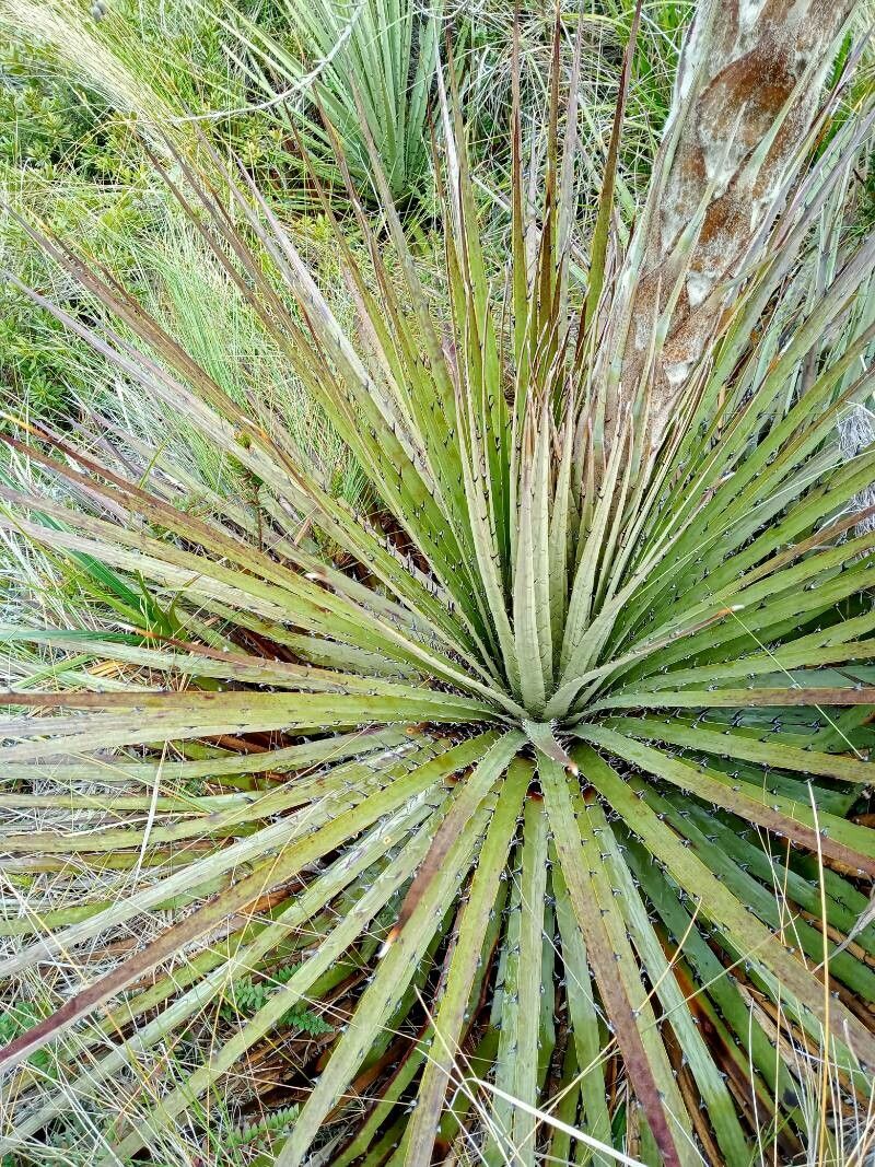 Puya clava-herculis — search result for 'Puya'