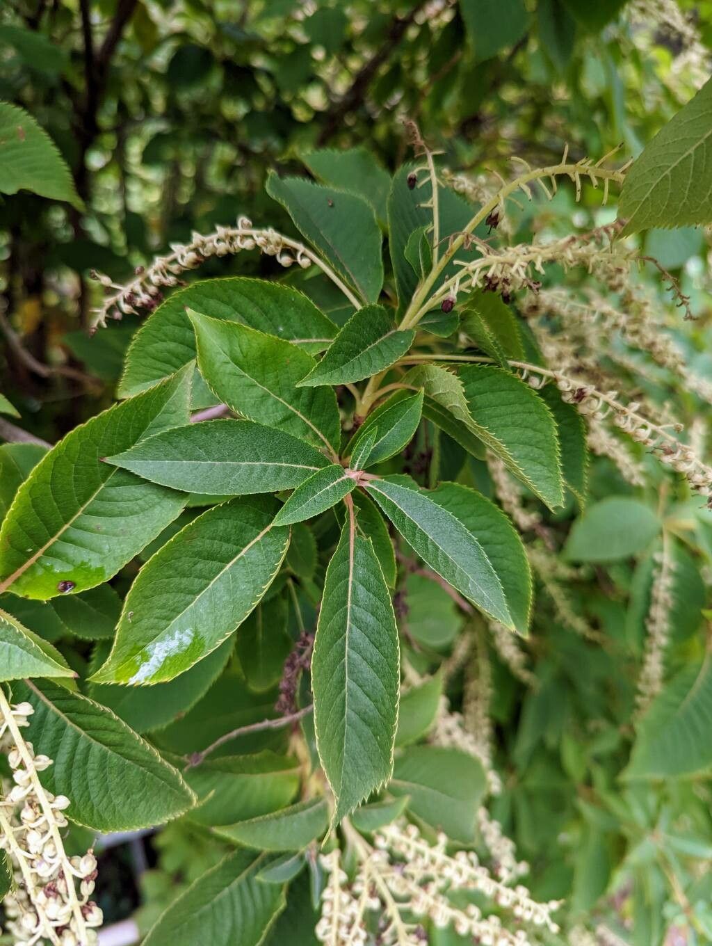 Clethra barbinervis leaf