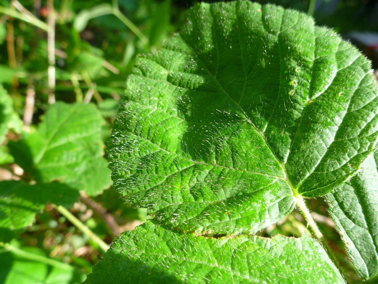 Rubus rotundifoliatus — houseplant care guide
