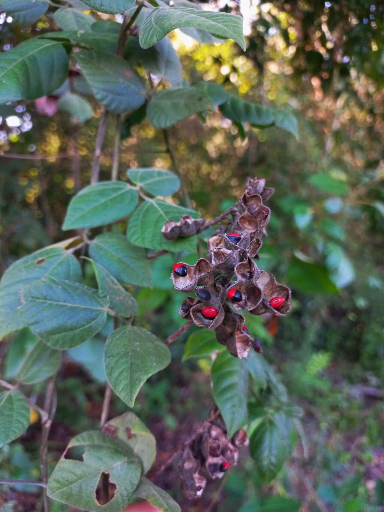 Rhynchosia phaseoloides fruit