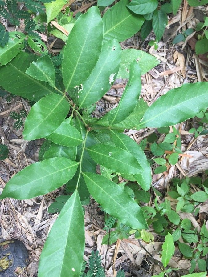 Glycosmis parva leaf