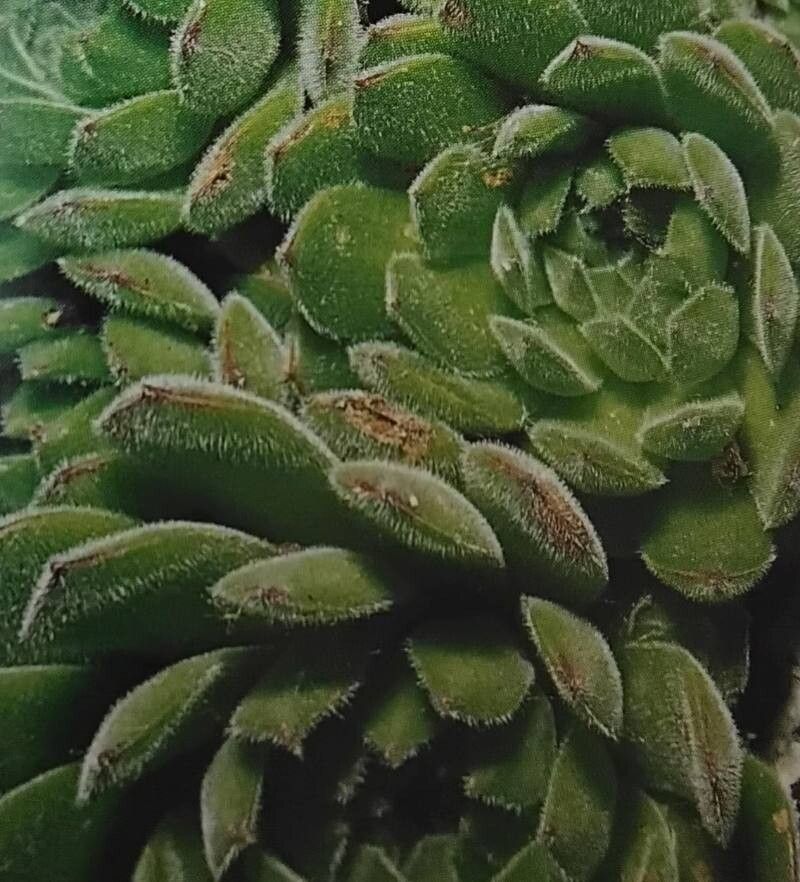 Sempervivum leucanthum — search result for 'Sempervivum'