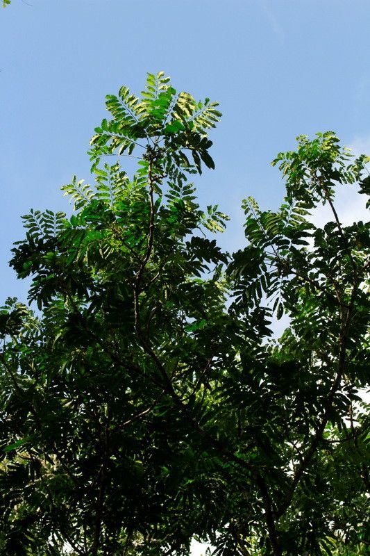 Dysoxylum pachypodum habit