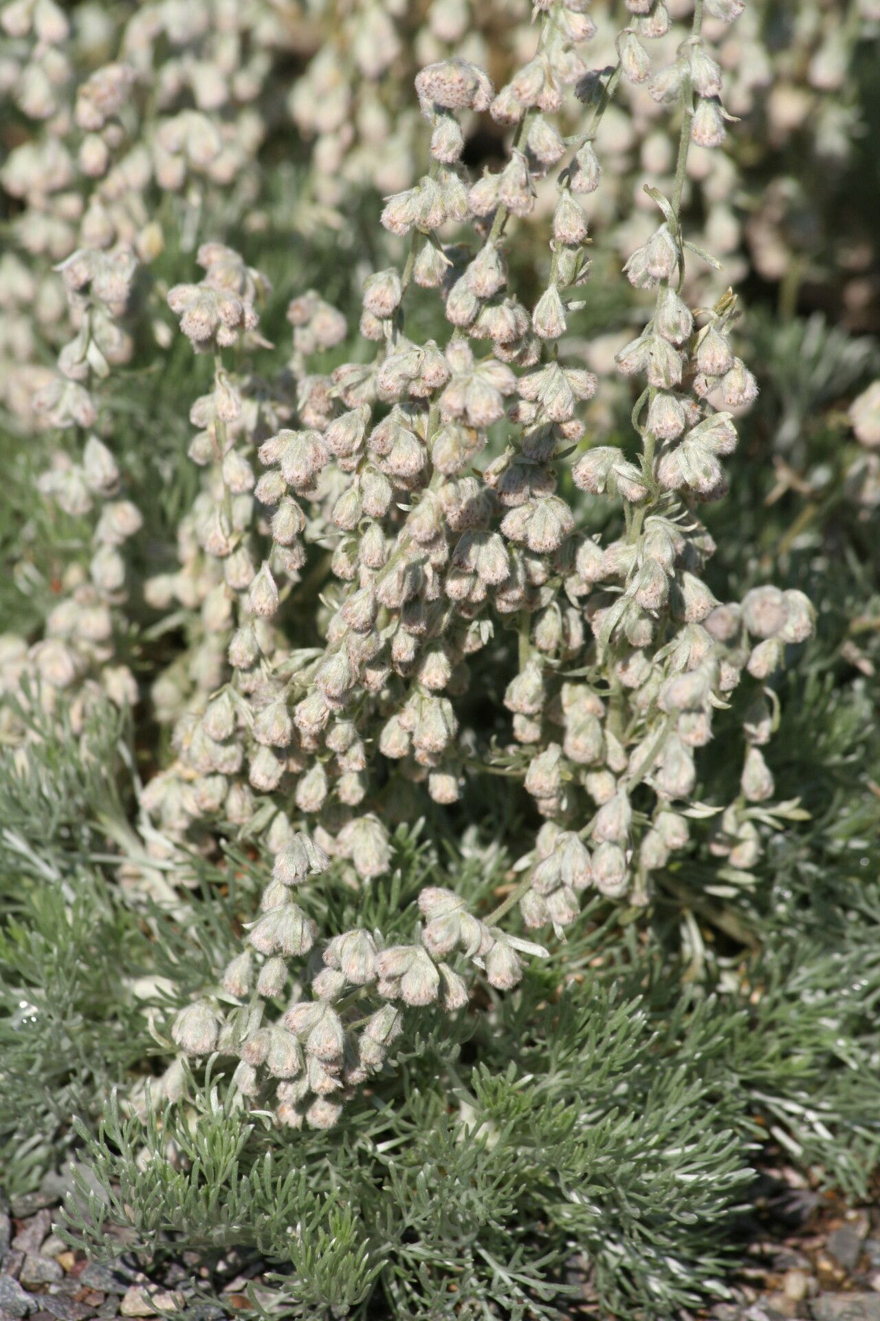 Artemisia pedemontana flower