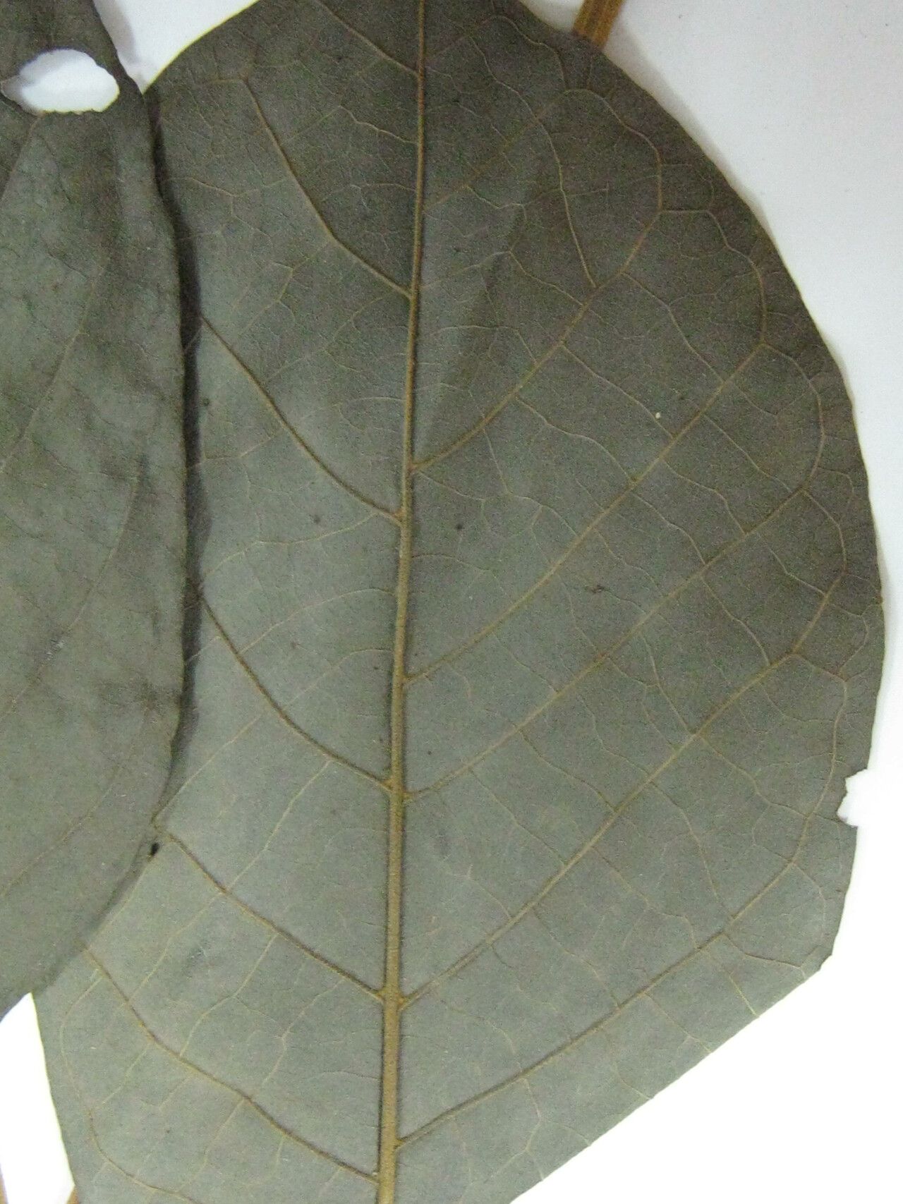 Handroanthus subtilis — search result for 'Handroanthus'