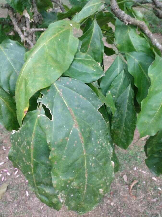 Erythrina herbacea leaf