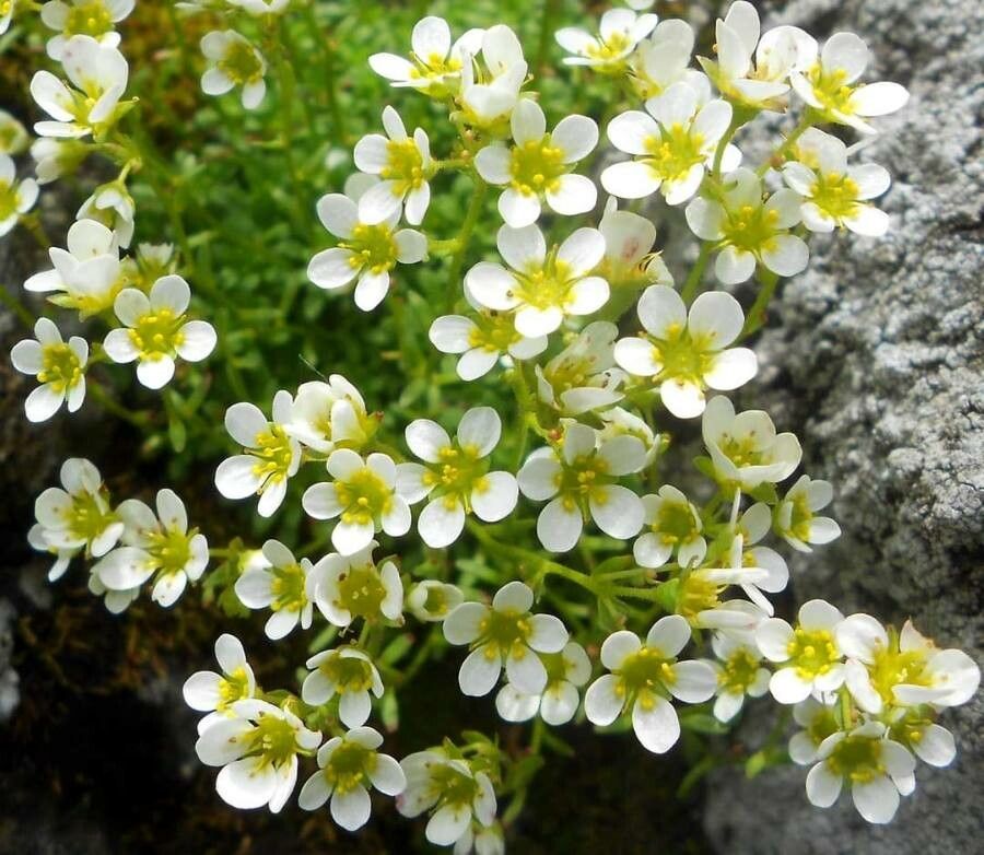 Saxifraga glabella flower