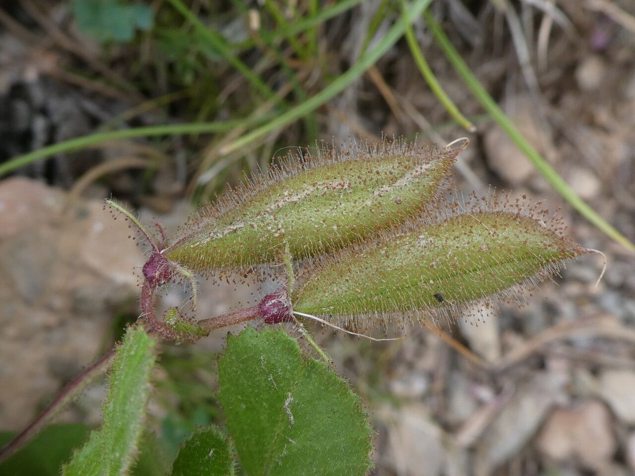 Ononis rotundifolia fruit
