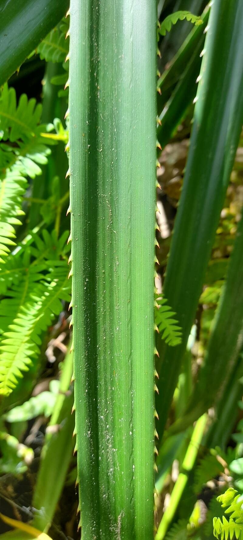 Greigia sphacelata — related species from the same genus