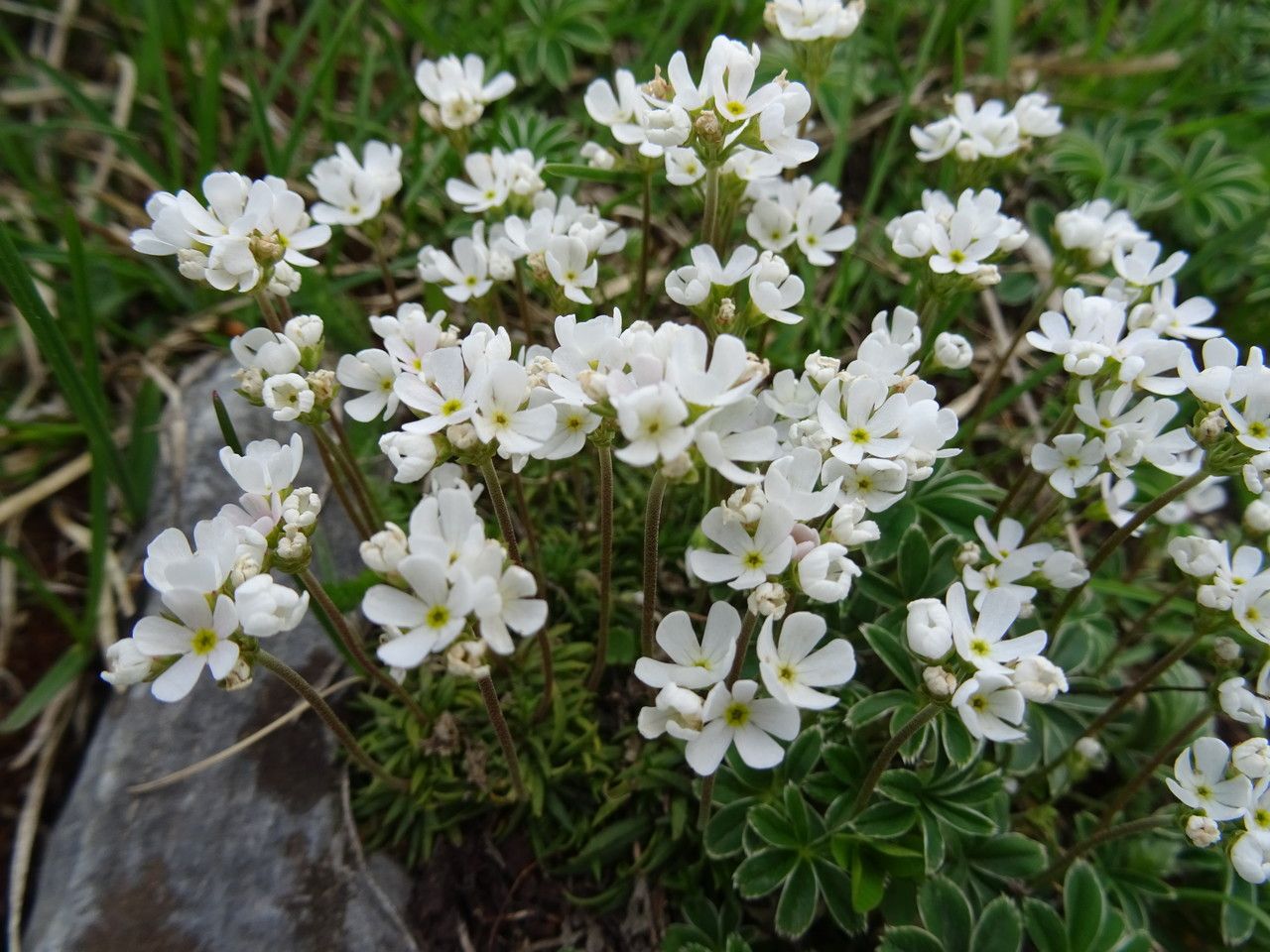 Androsace adfinis bark