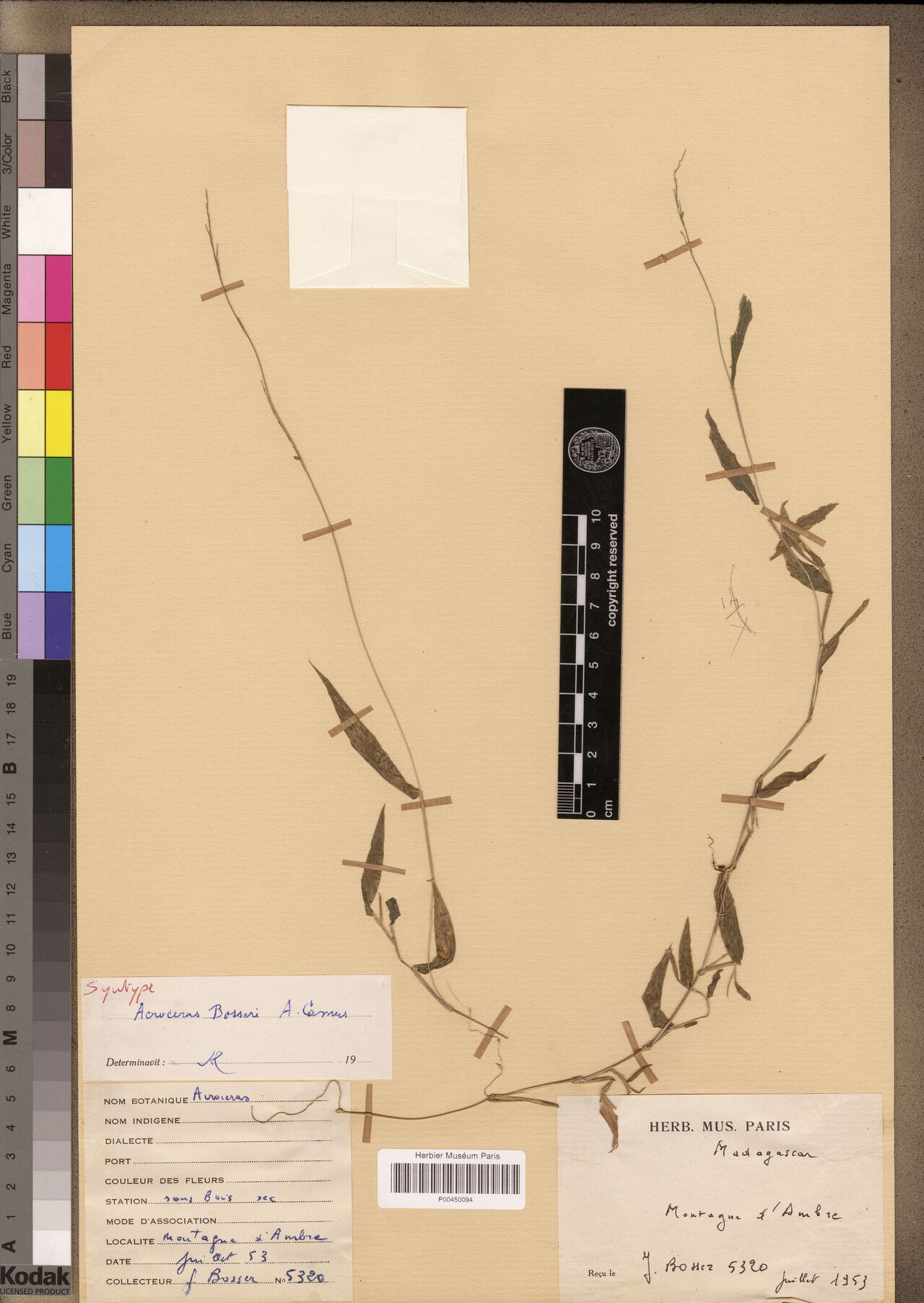 Acroceras bosseri — related species from the same genus