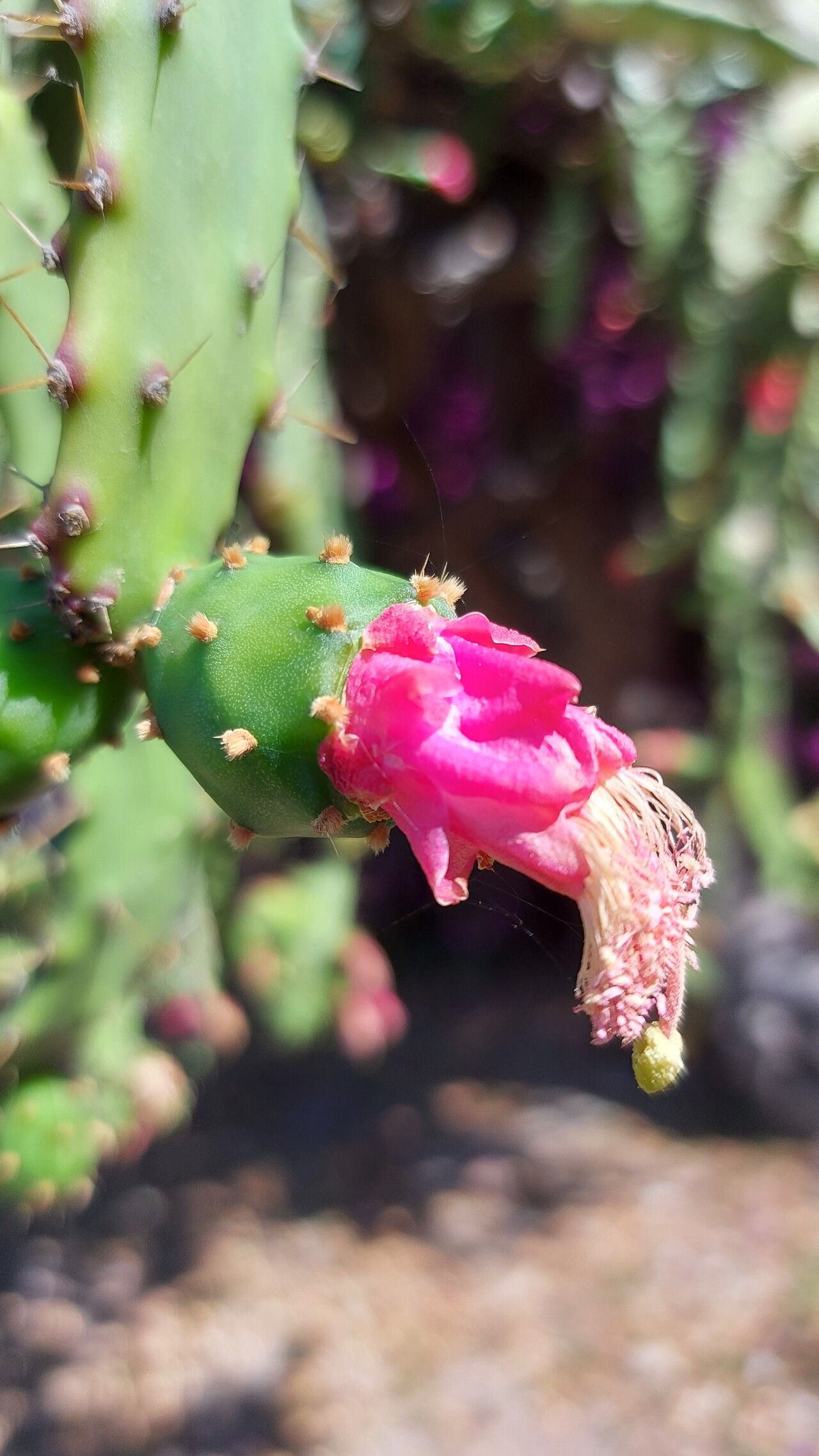 Opuntia dejecta flower