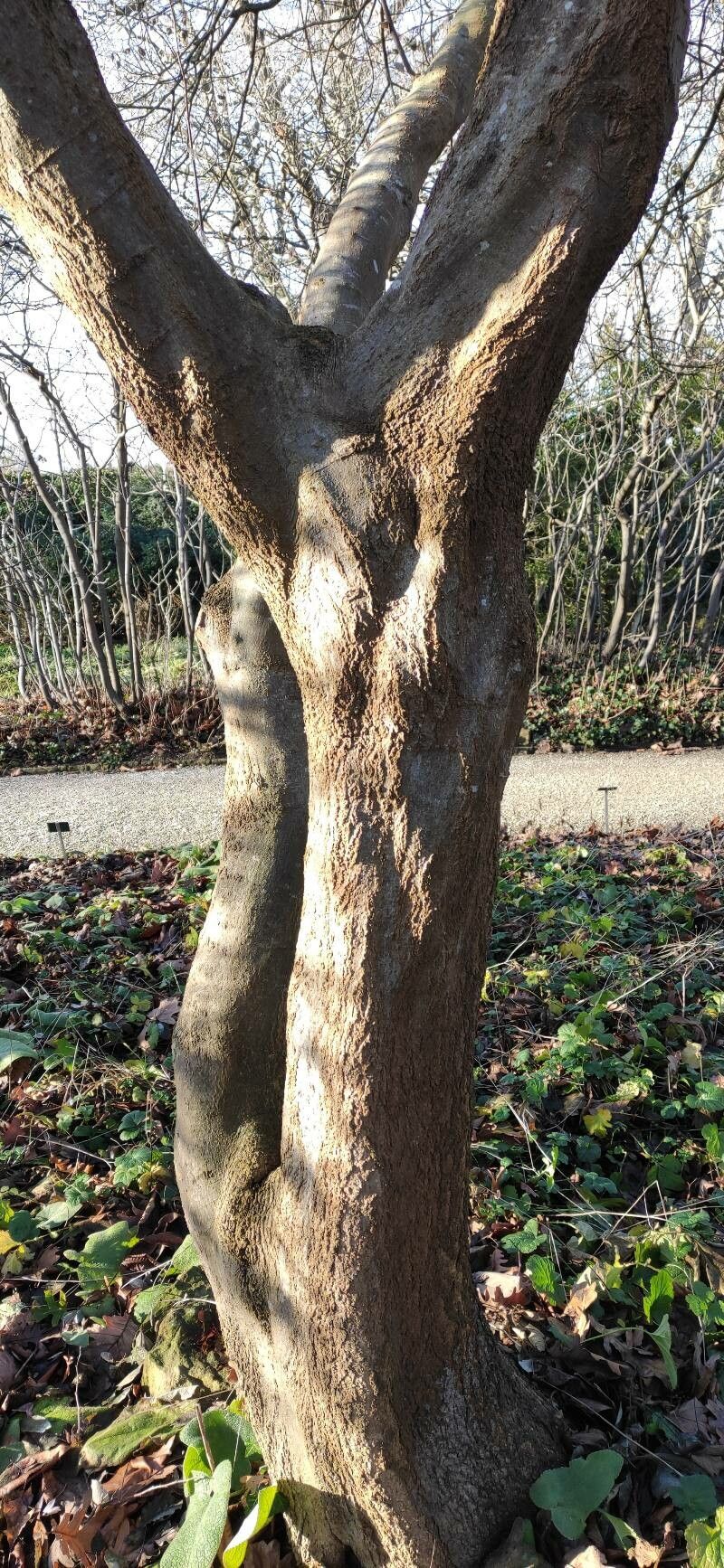 Celtis tournefortii bark