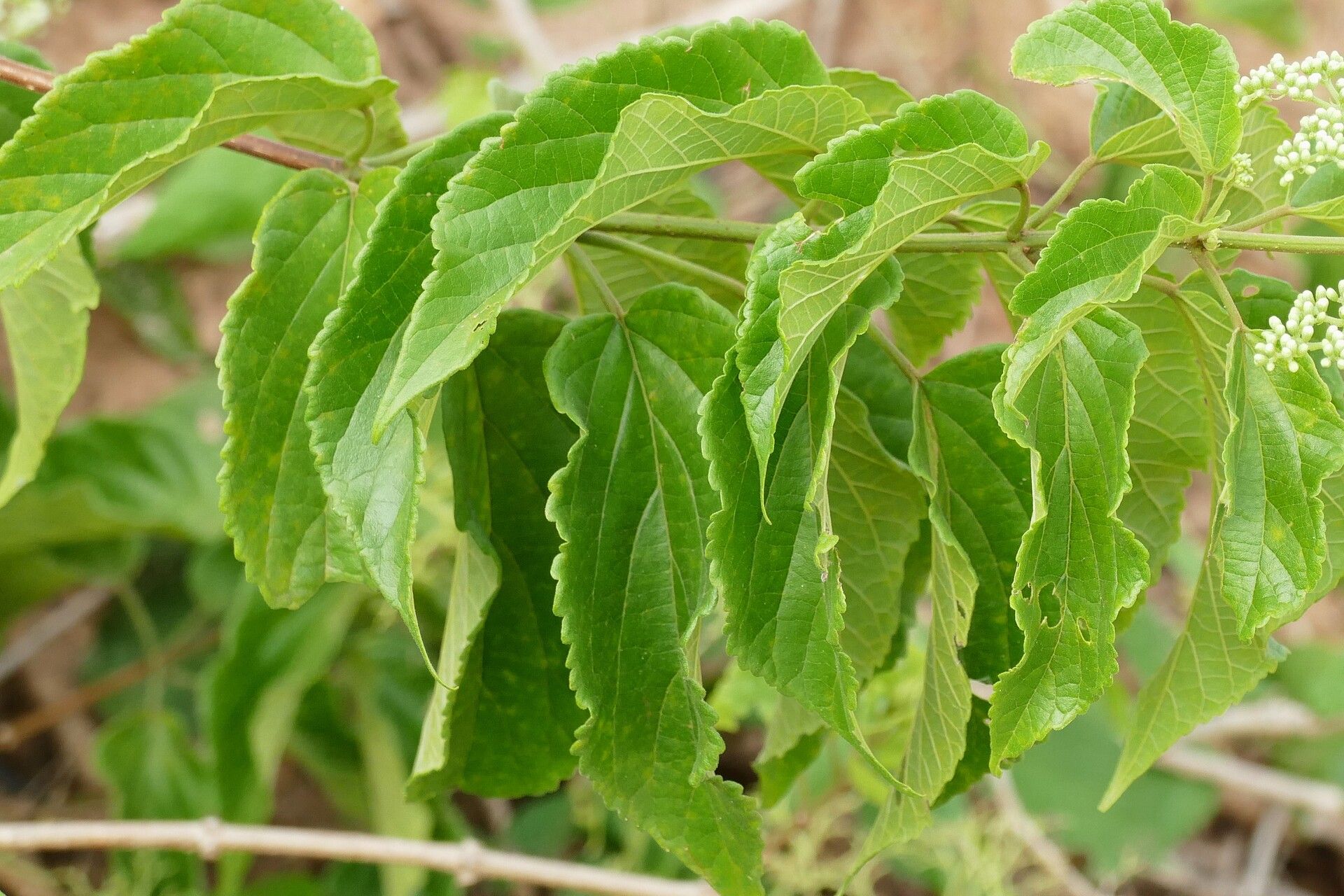 Premna quadrifolia — houseplant care guide