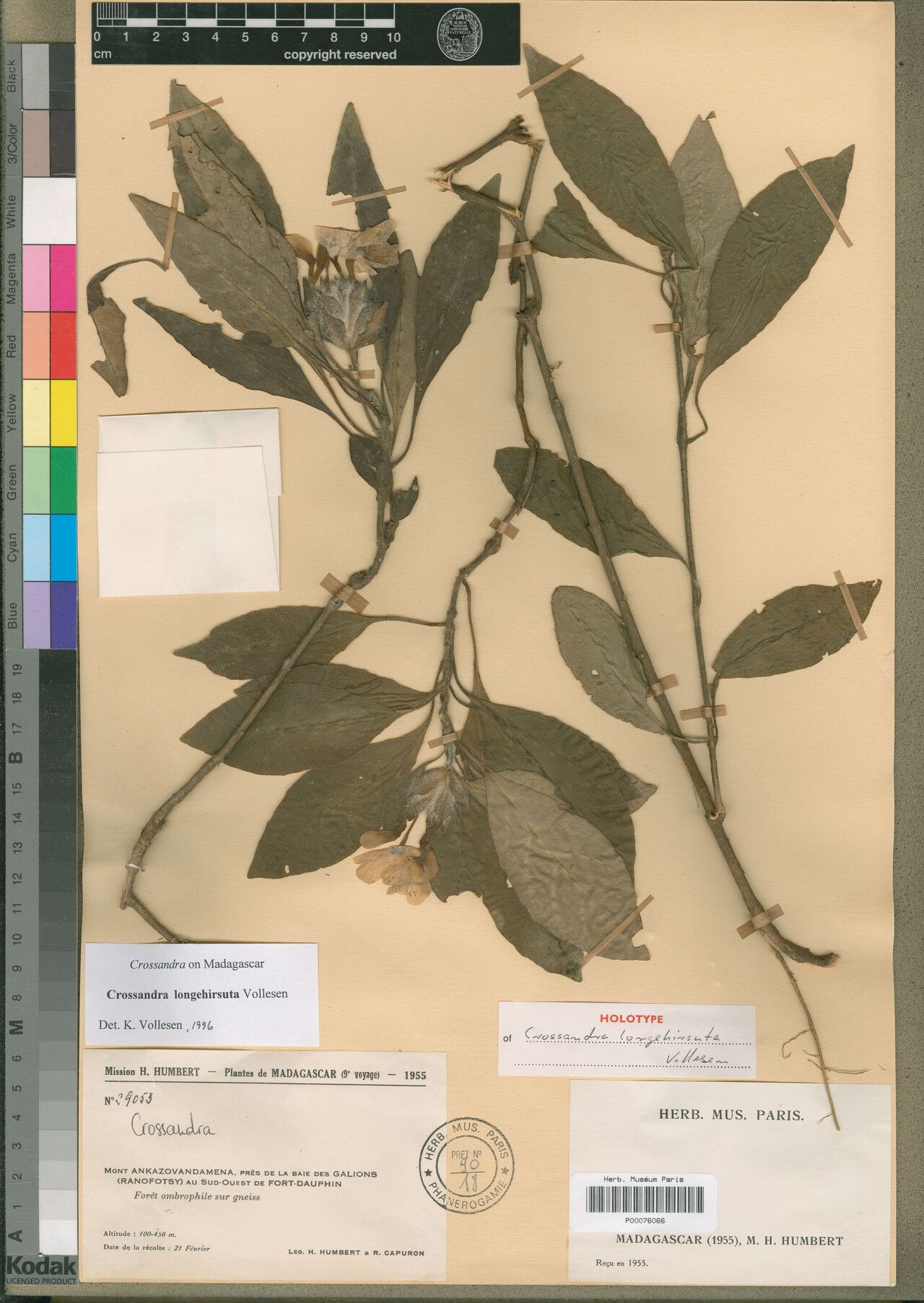 Crossandra longehirsuta — search result for 'Crossandra'