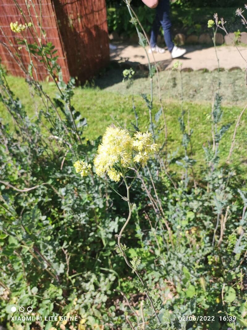 Thalictrum speciosissimum flower