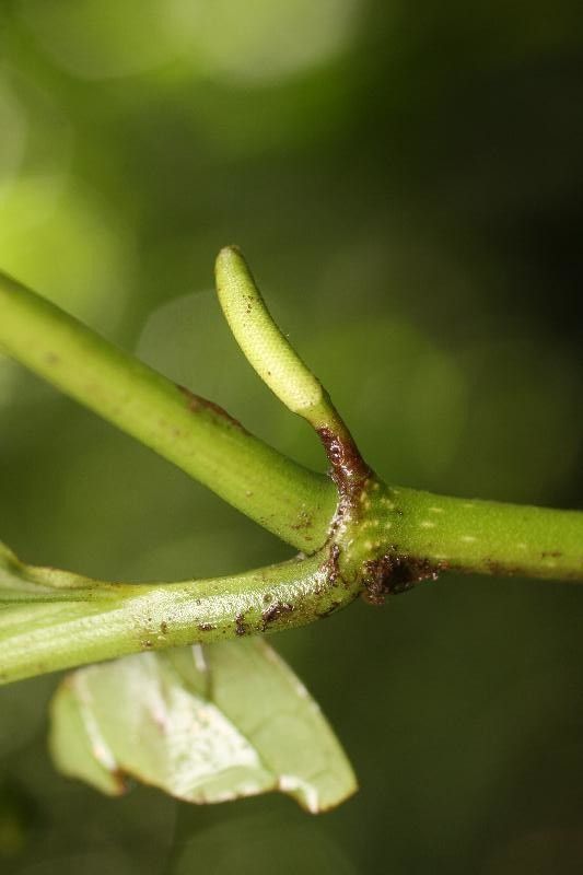 Piper augustum flower