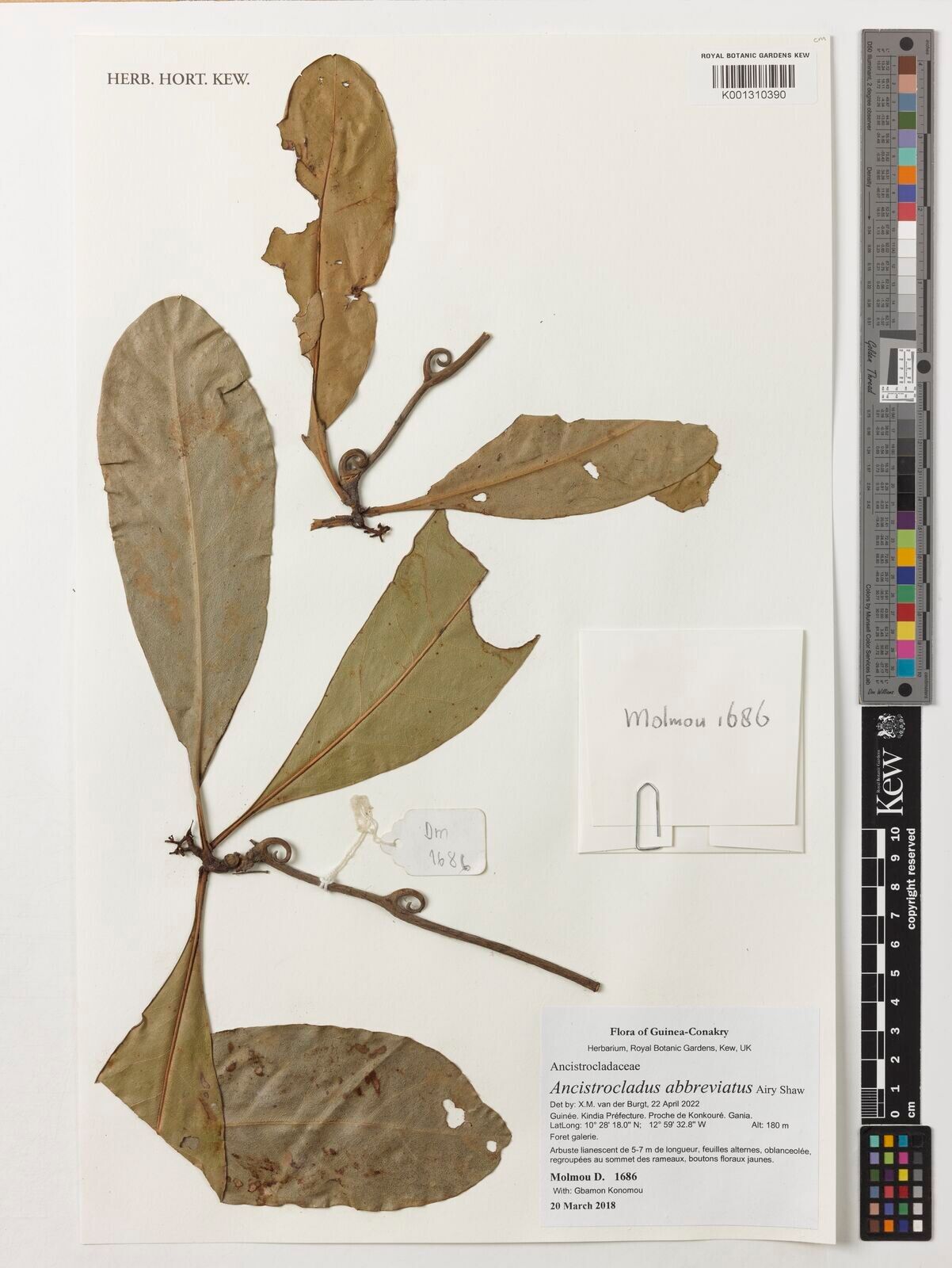 Ancistrocladus abbreviatus — related species from the same genus