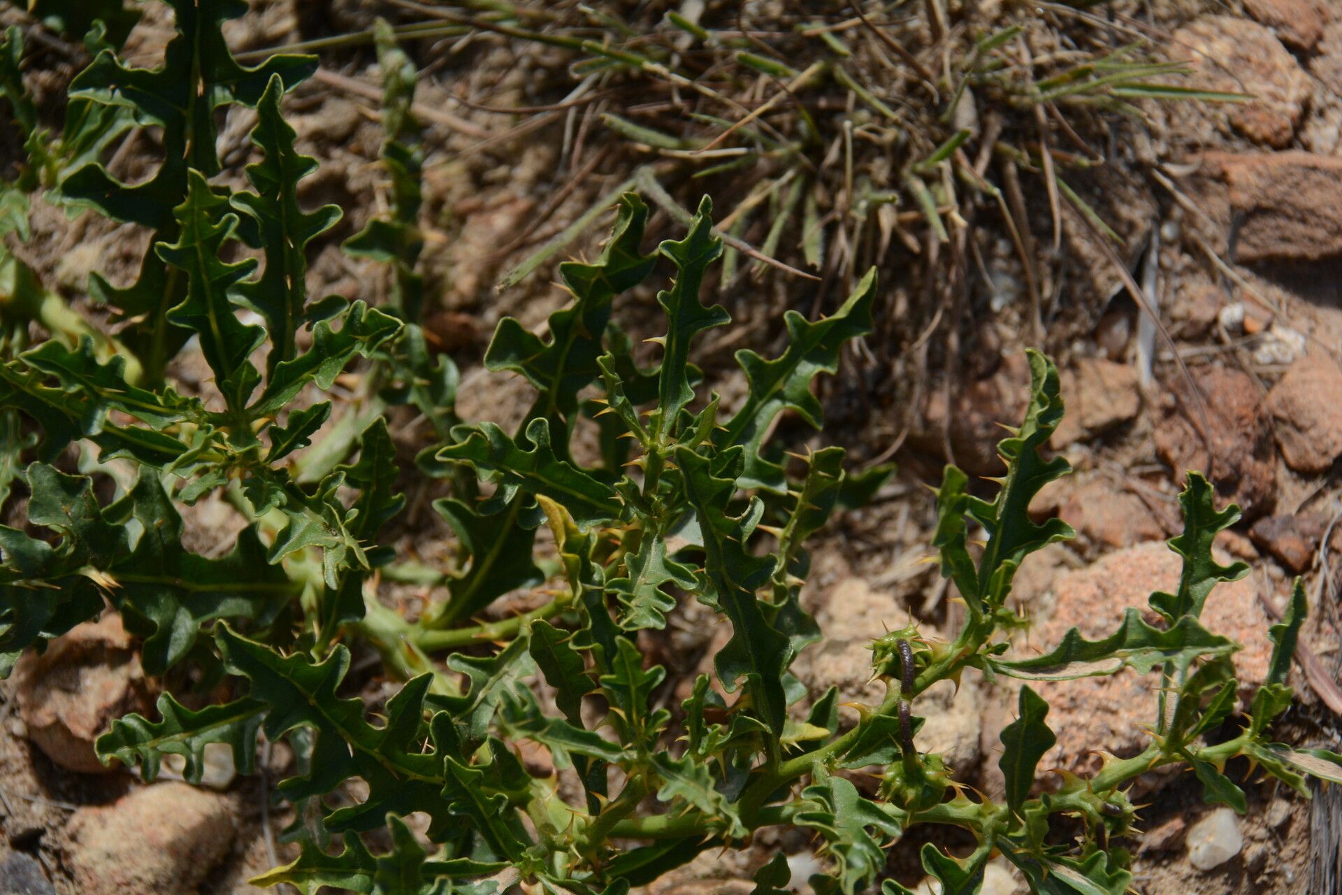 Solanum sodomaeodes leaf