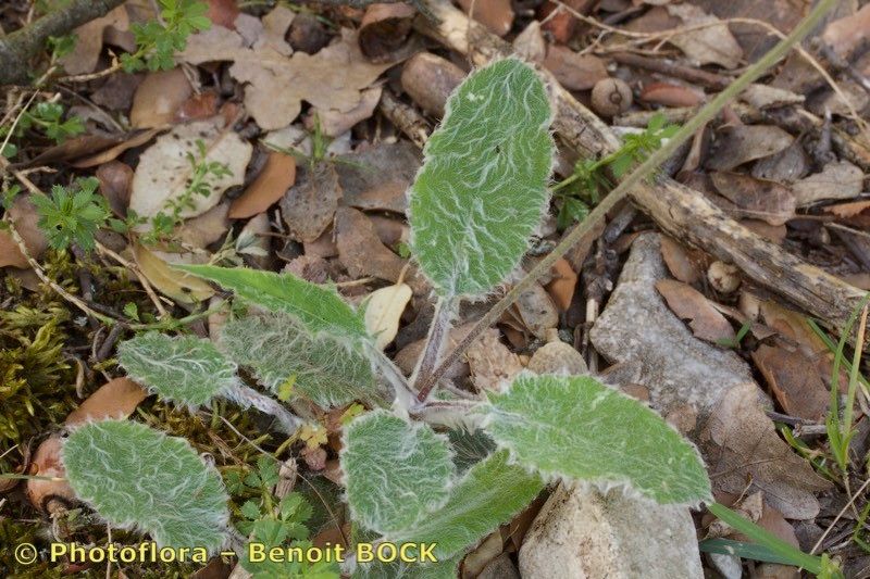 Hieracium gariodianum habit