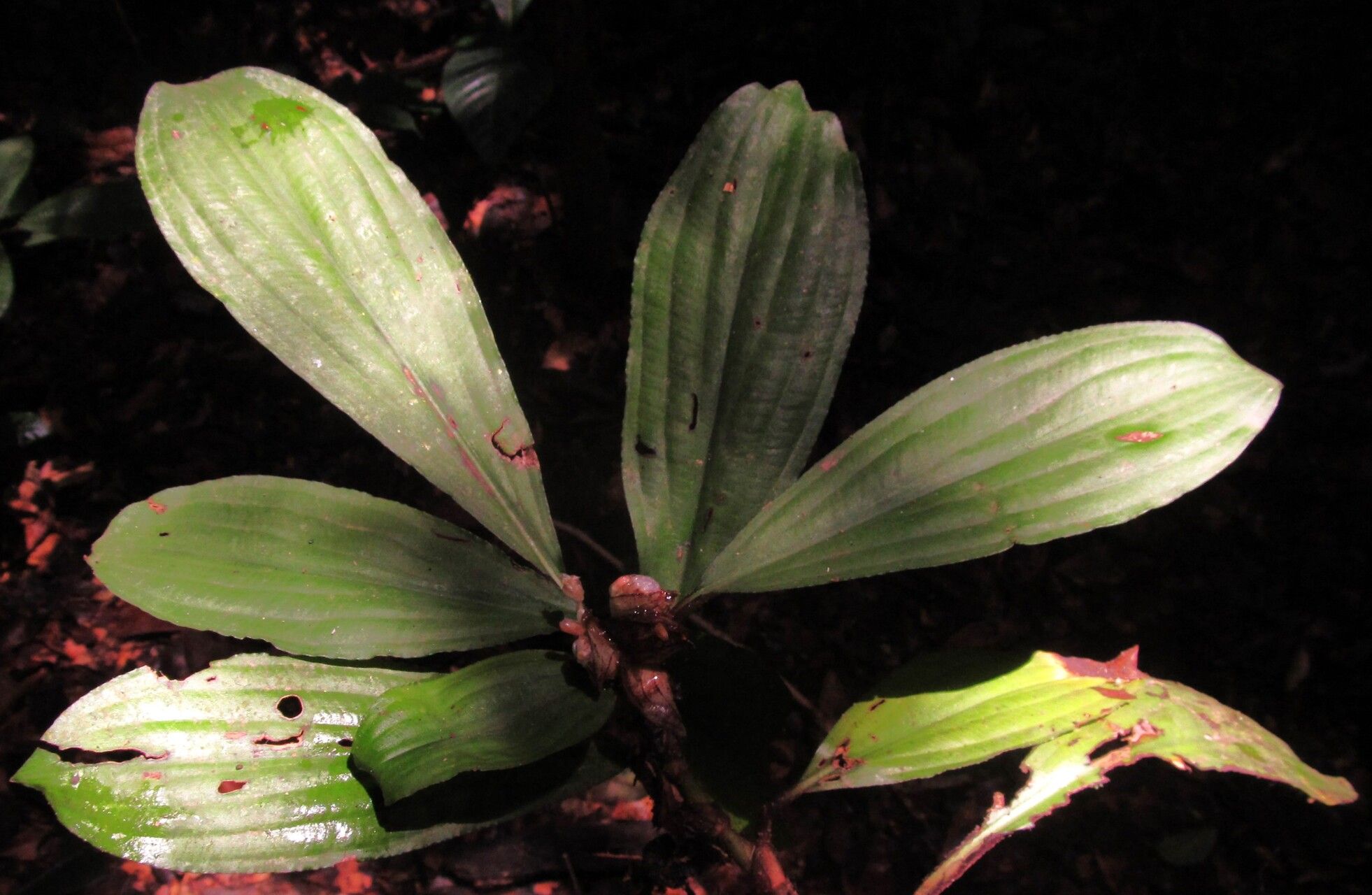 Commelina longicapsa — search result for 'Commelina'