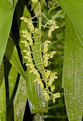 Gomesa planifolia — houseplant care guide