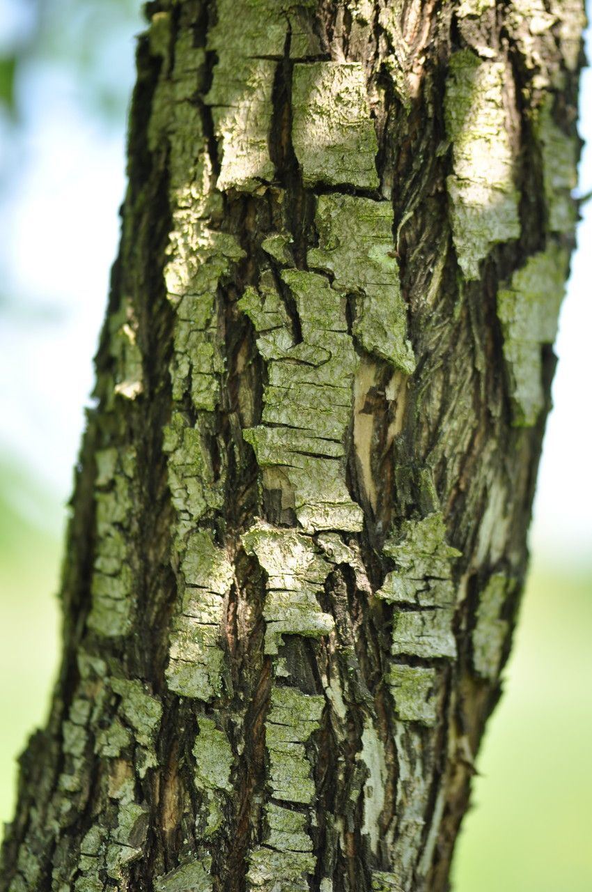 Pyrus nivalis bark