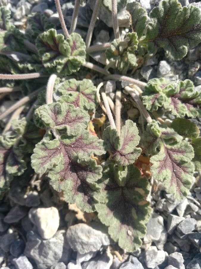 Erodium boissieri — search result for 'Erodium'