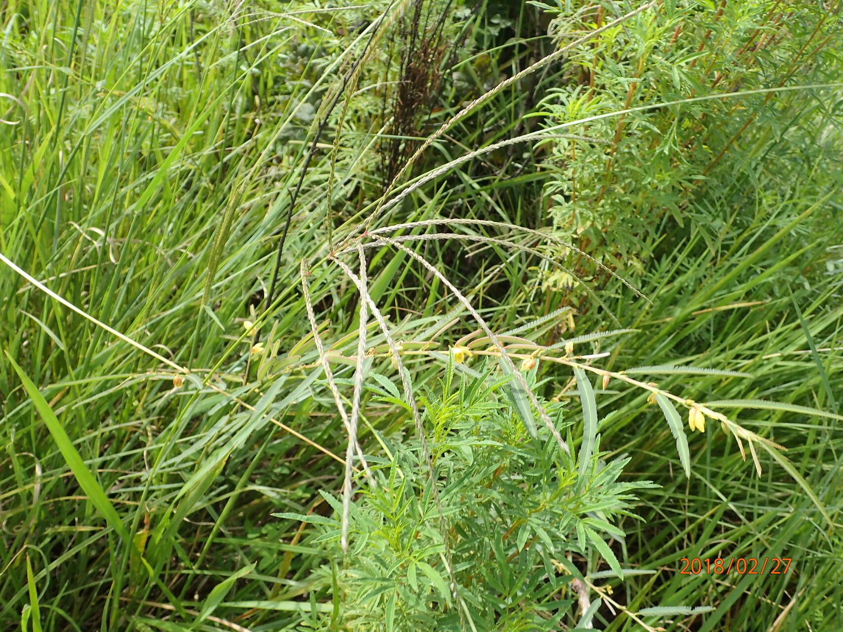 Chamaecrista comosa habit