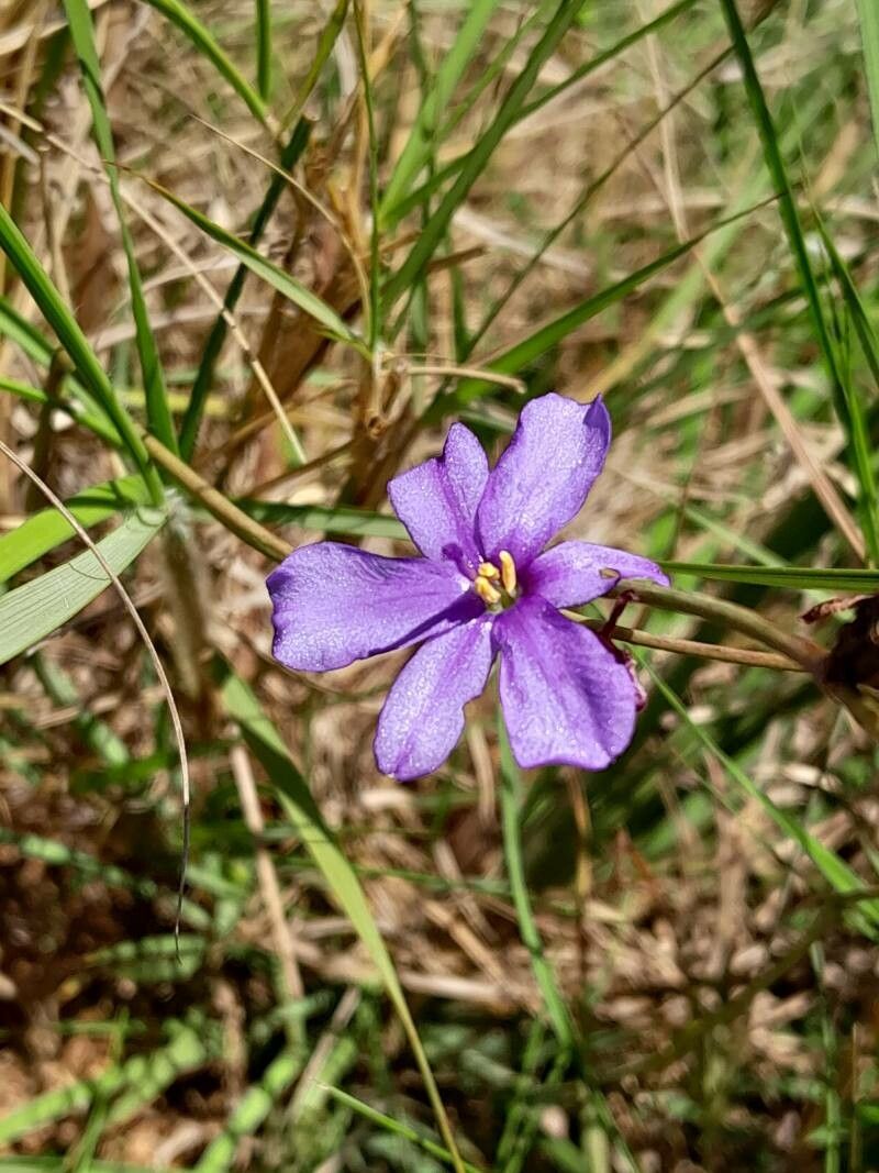 Aristea madagascariensis flower