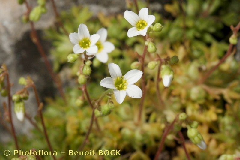 Saxifraga reuteriana flower