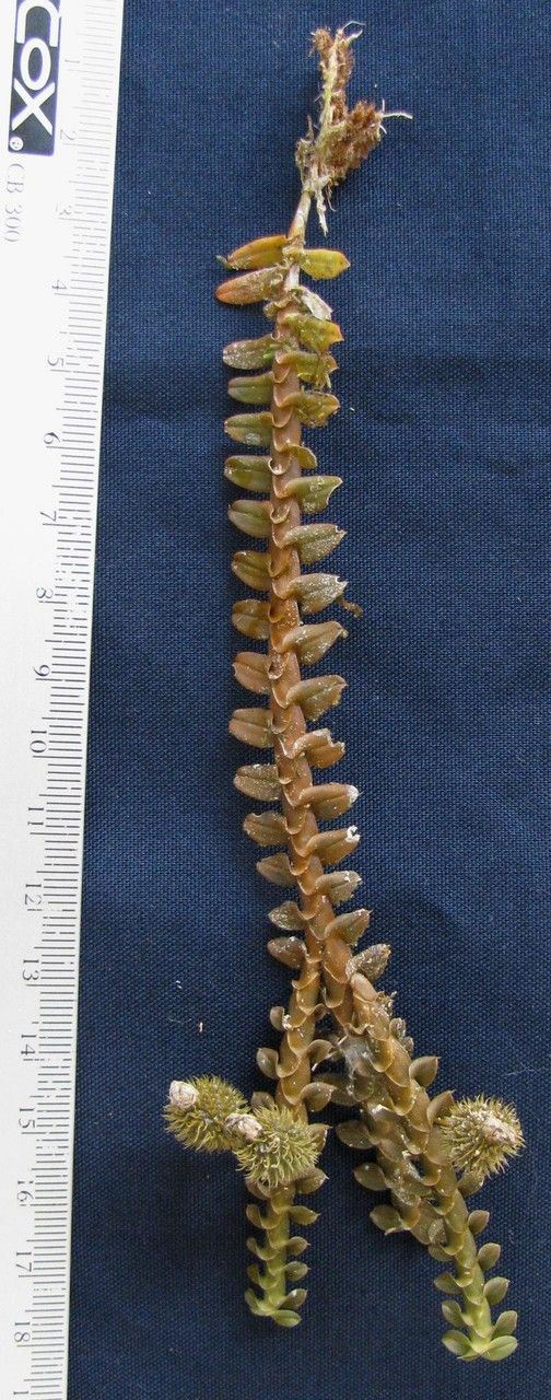 Dichaea costaricensis other