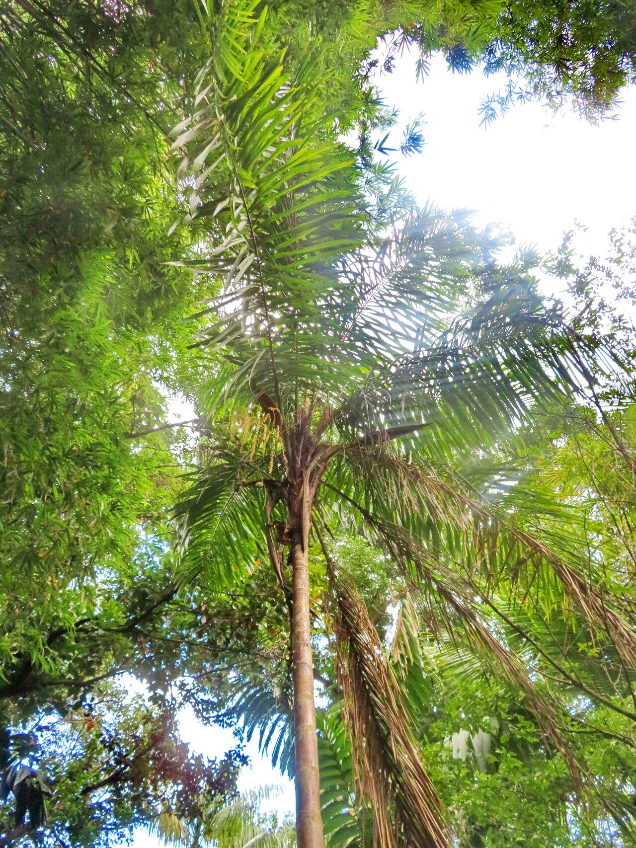 Syagrus smithii habit