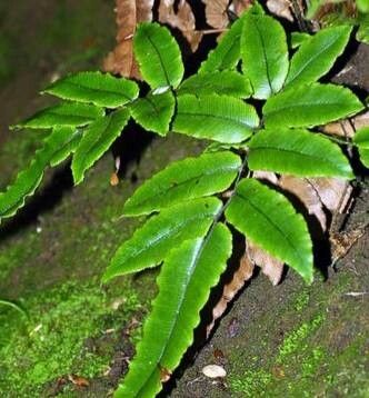 Blechnum procerum — houseplant care guide