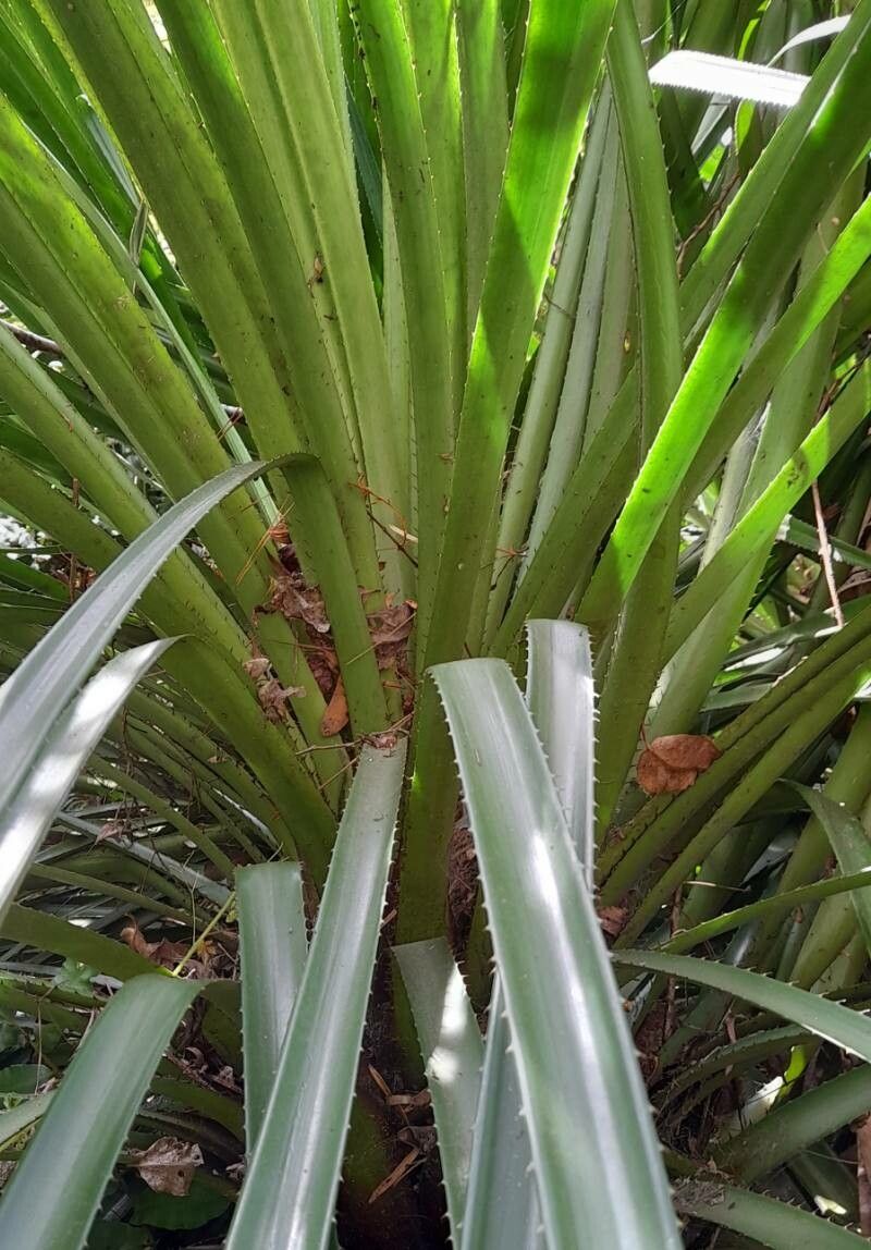 Greigia sphacelata leaf