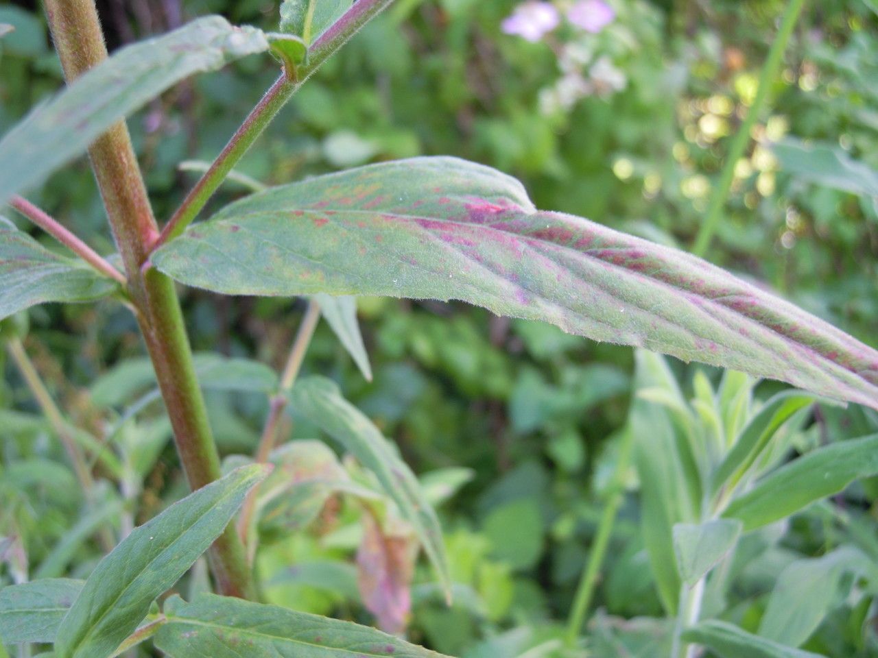 Epilobium × floridulum — search result for 'Epilobium'