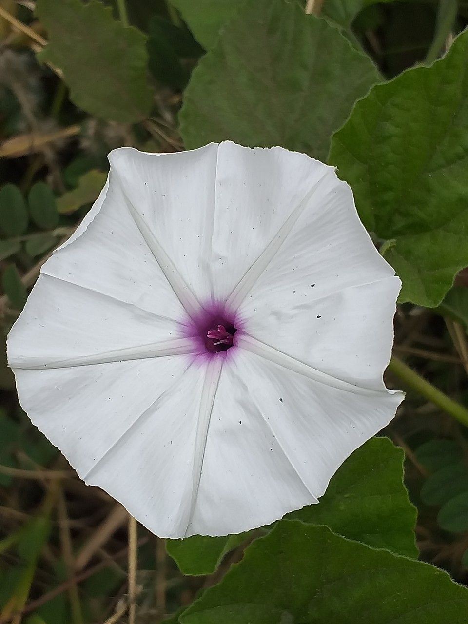 Ipomoea pandurata flower