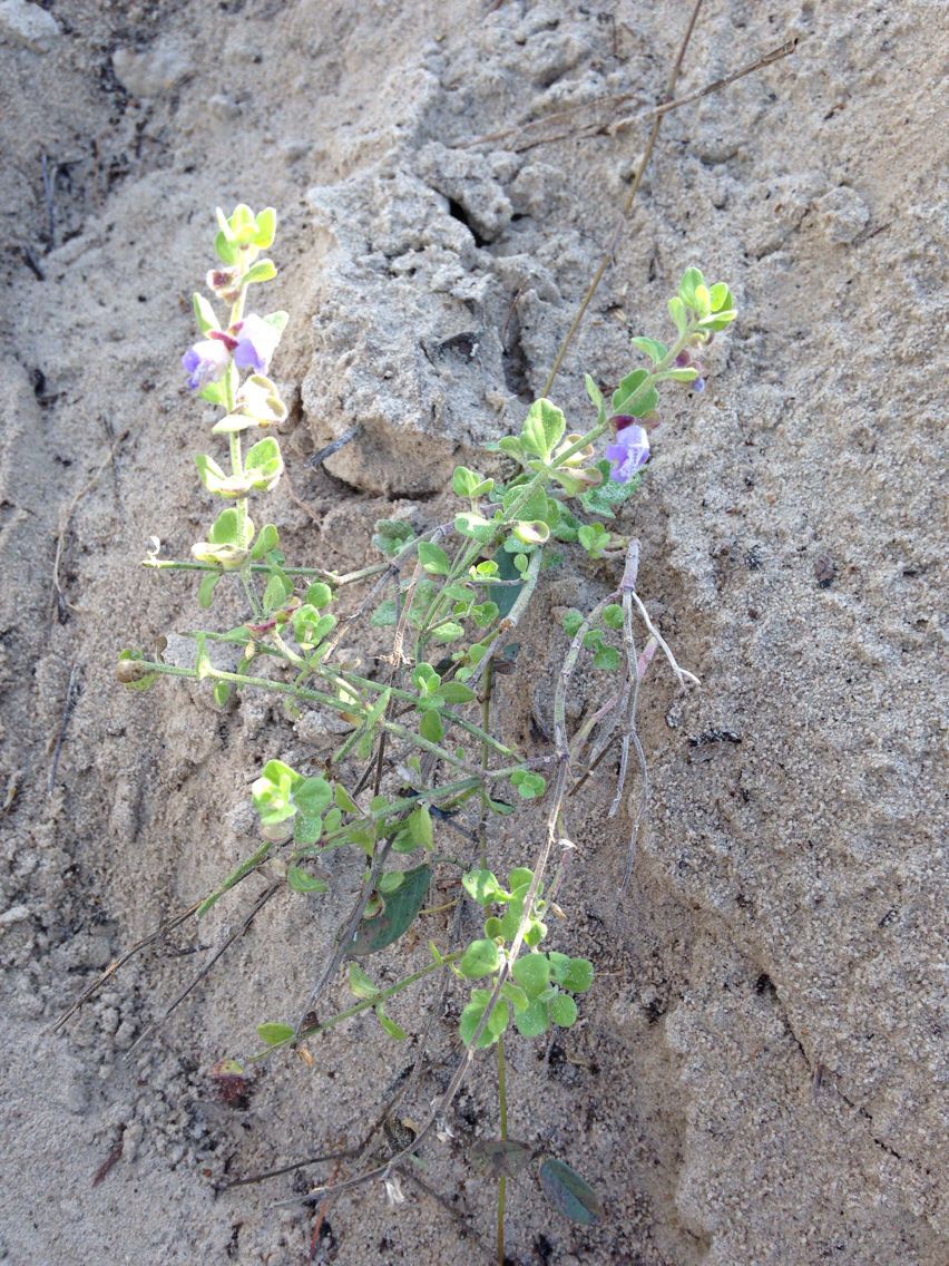 Scutellaria muriculata — houseplant care guide