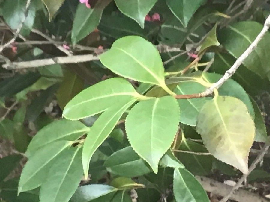 Camellia saluenensis — search result for 'Camellia'