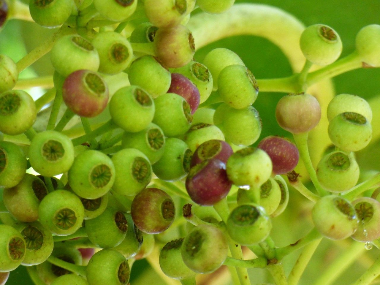 Polyscias cutispongia fruit