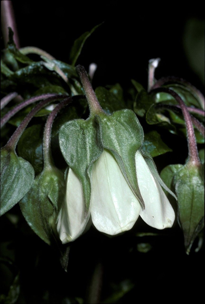 Trichodesma scottii flower