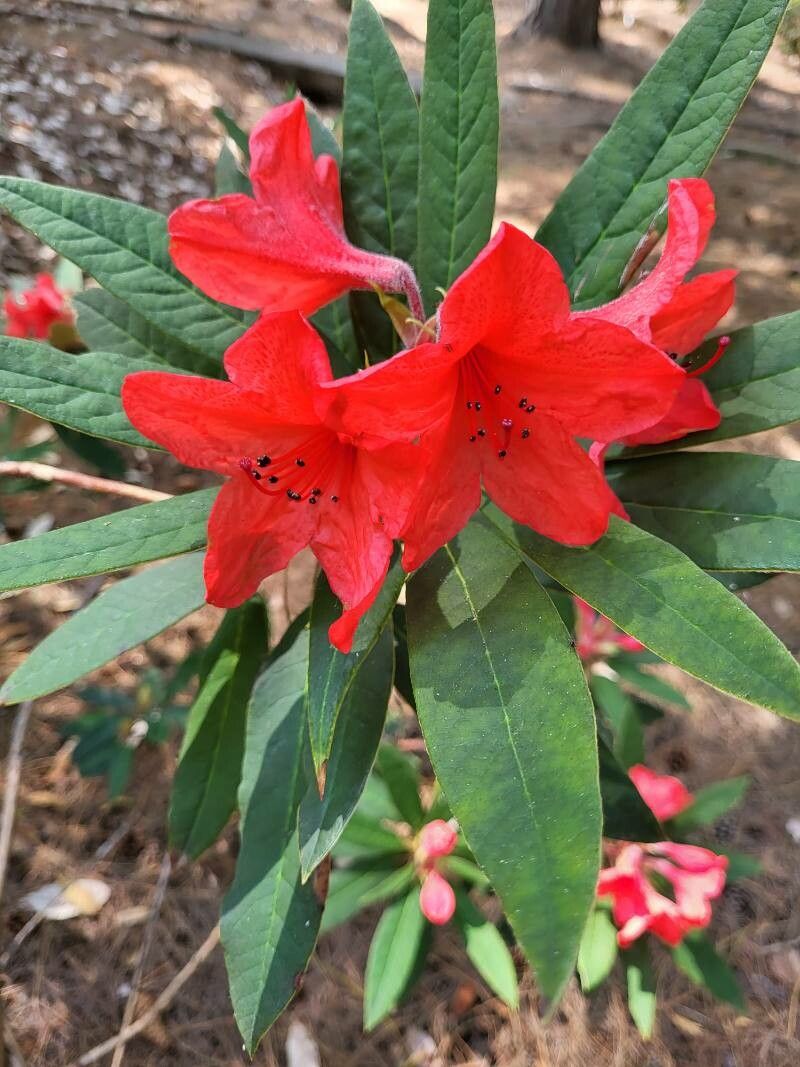 Rhododendron griersonianum flower