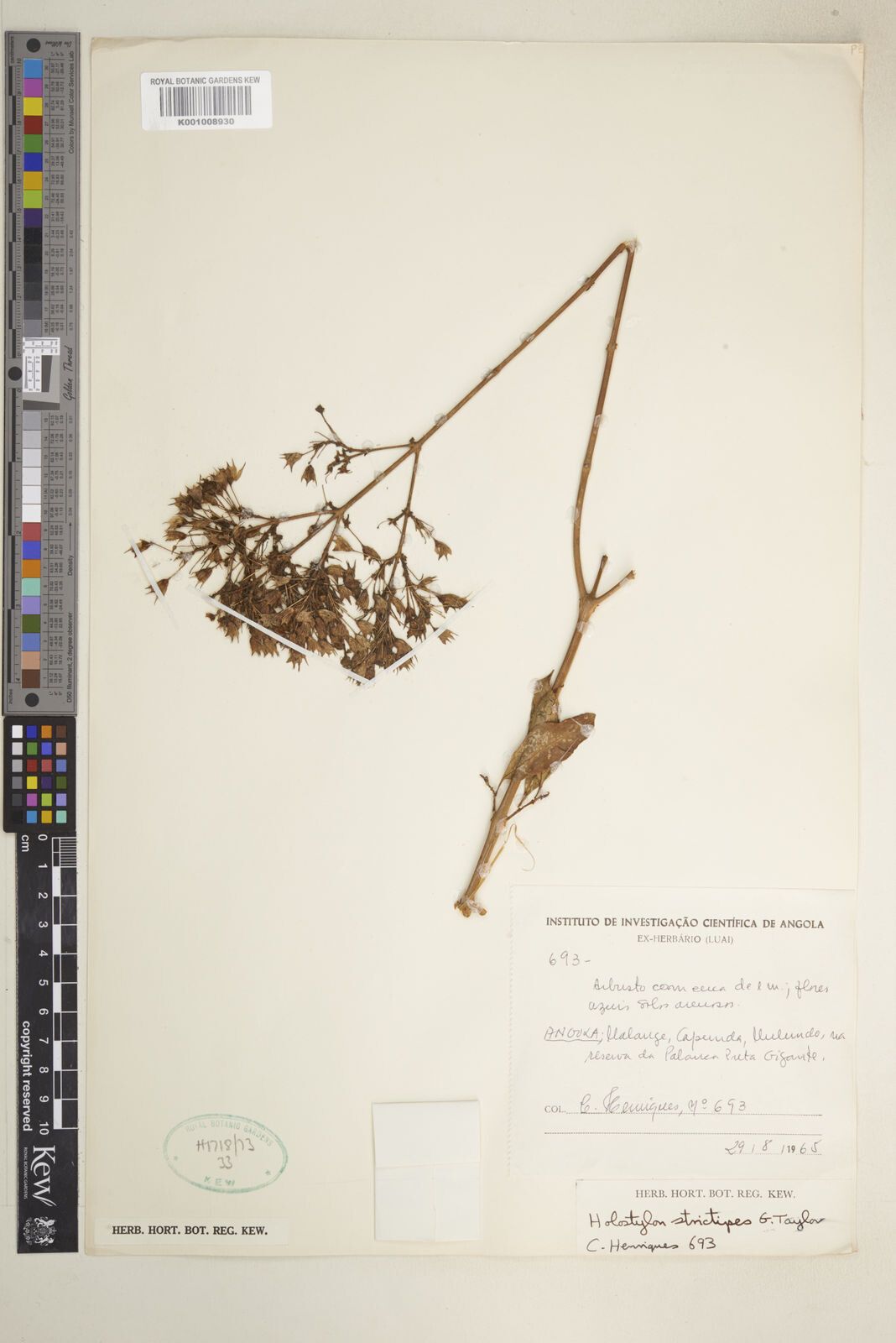 Coleus strictipes — houseplant care guide