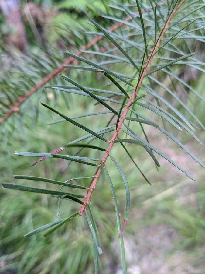 Acacia linifolia — houseplant care guide