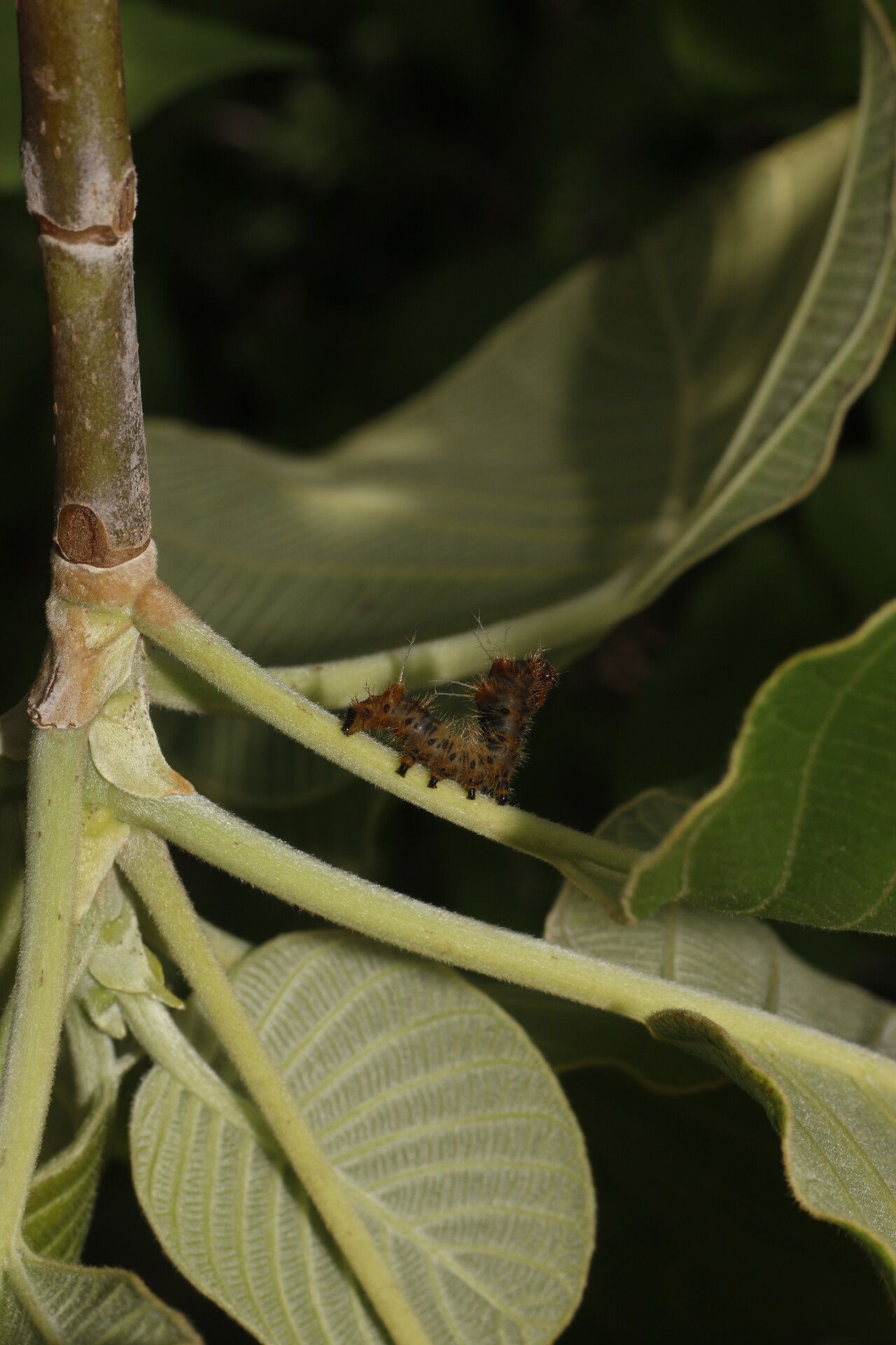 Guettarda combsii fruit