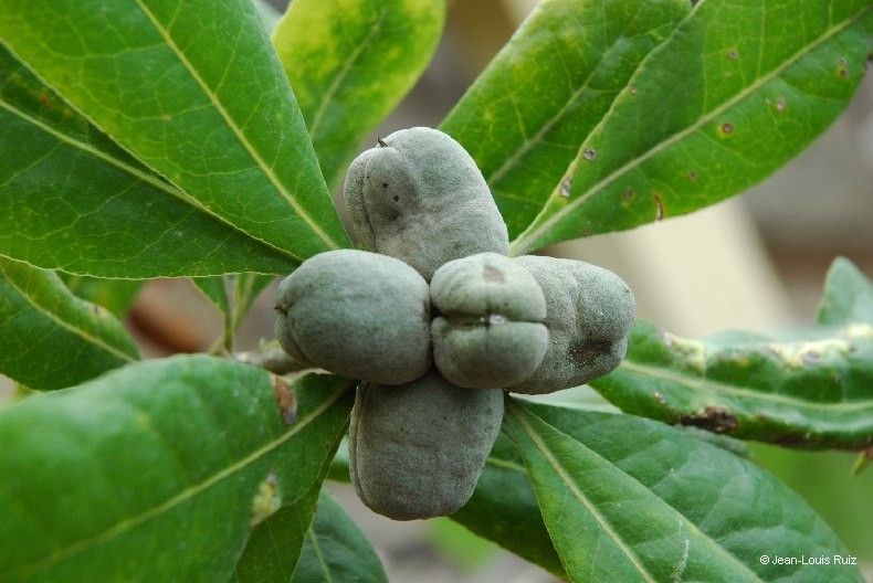 Pittosporum obovatum fruit