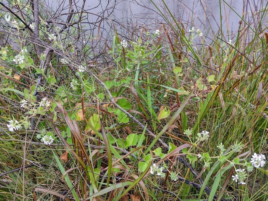 Pelargonium australe habit