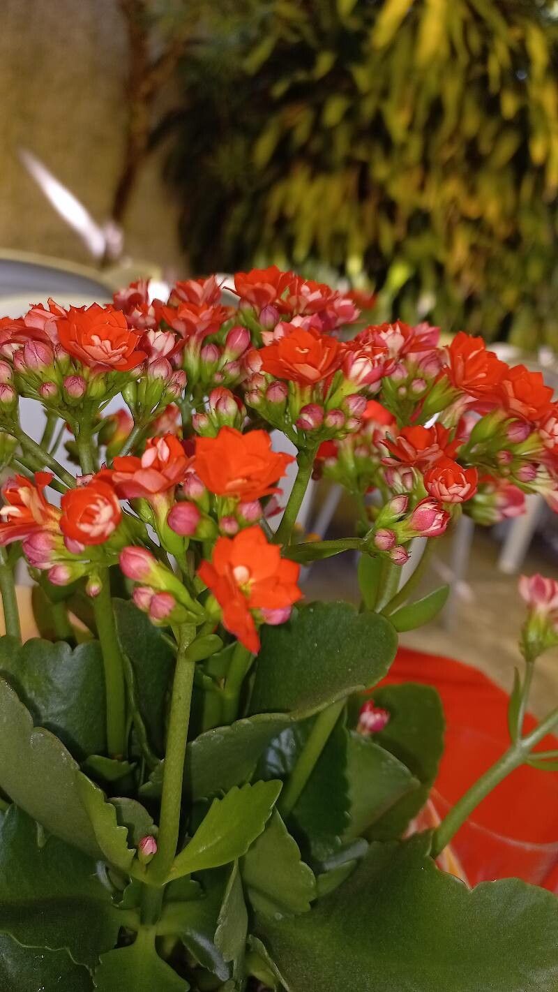 Kalanchoe ceratophylla flower