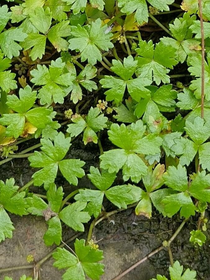 Hydrocotyle tripartita — search result for 'Hydrocotyle'